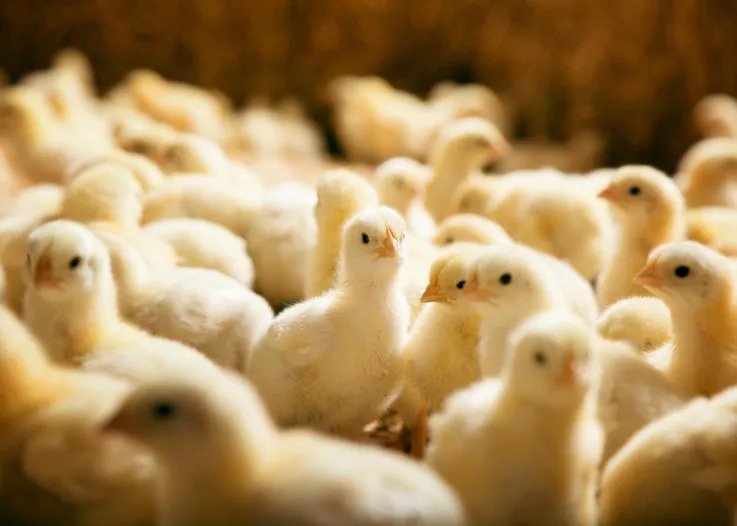 ternak ayam broiler ternak ayam pedaging