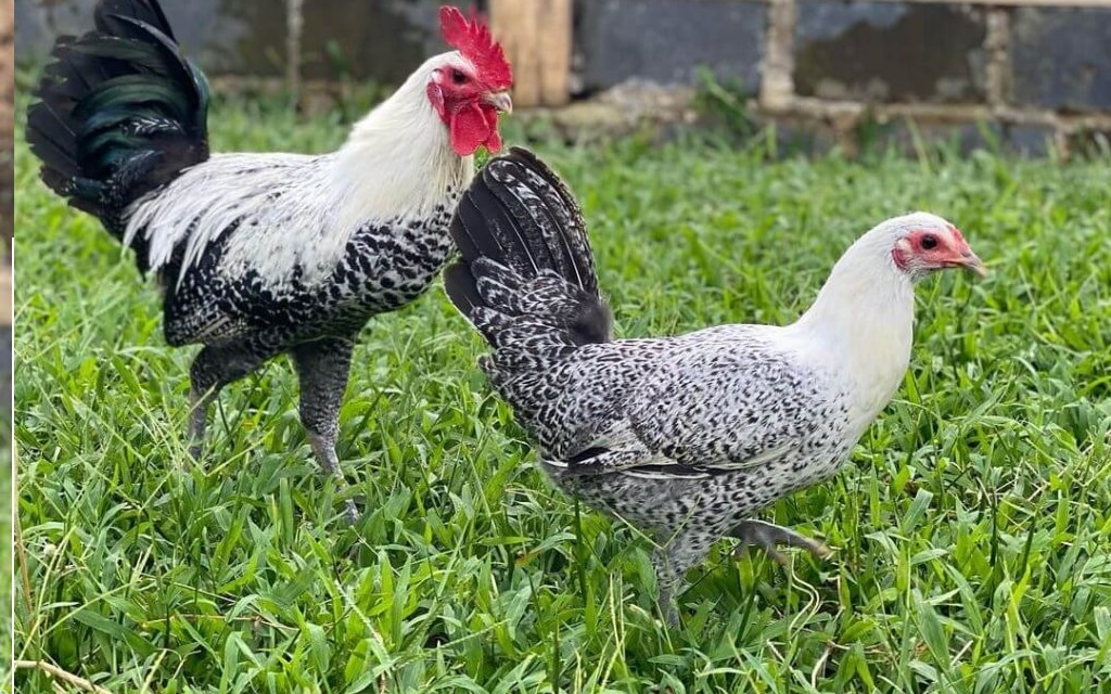 ayam buras jenis ayam arab Ayam arab