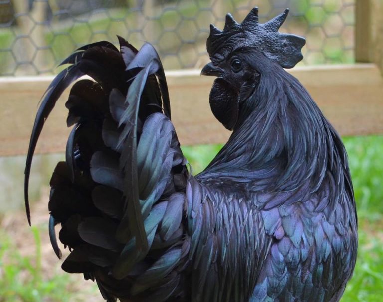 ayam cemani ayam buras cemani