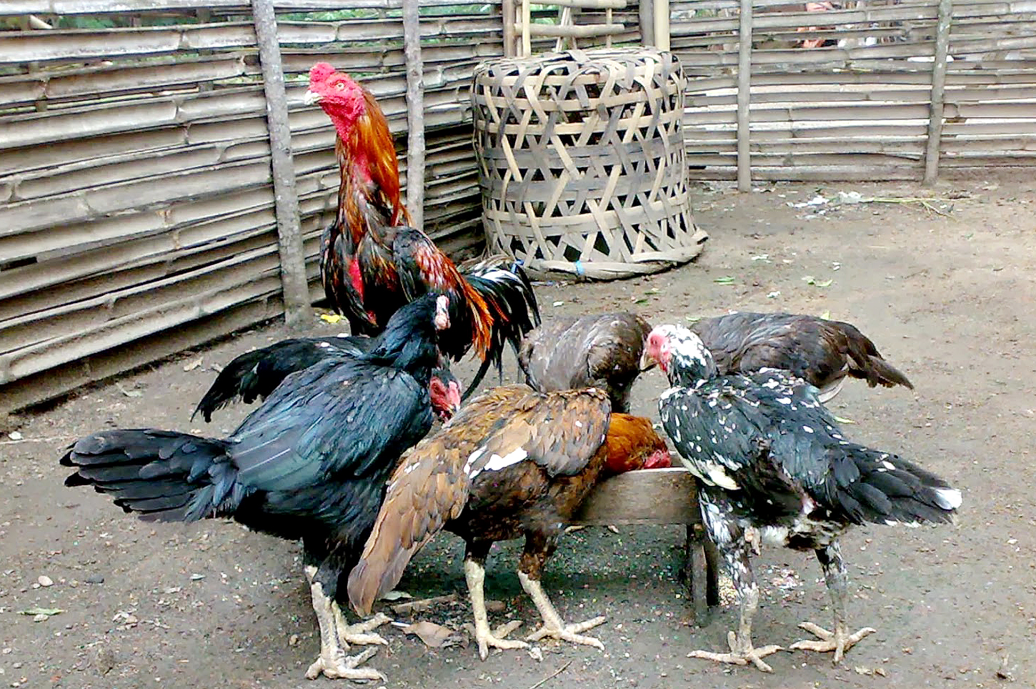 Ayam kampung Cara berternak ayam kampung