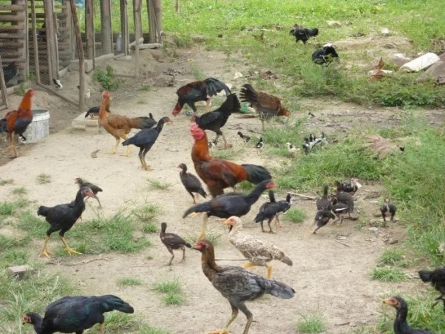 ayam kampung dilepas liar ayam kampung umbaran