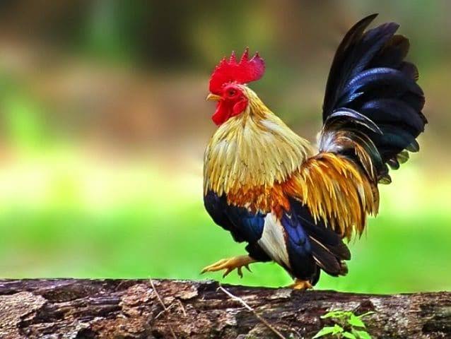 ayam buras katai ayam bursa kate