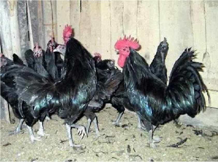 jenis ayam buras, kedu ayam kedu