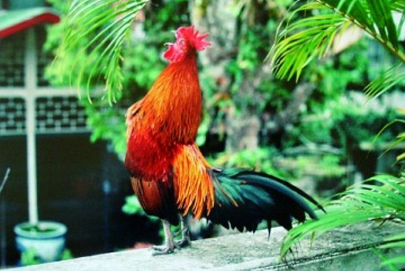 ayam buras ketawa ayam ketawa