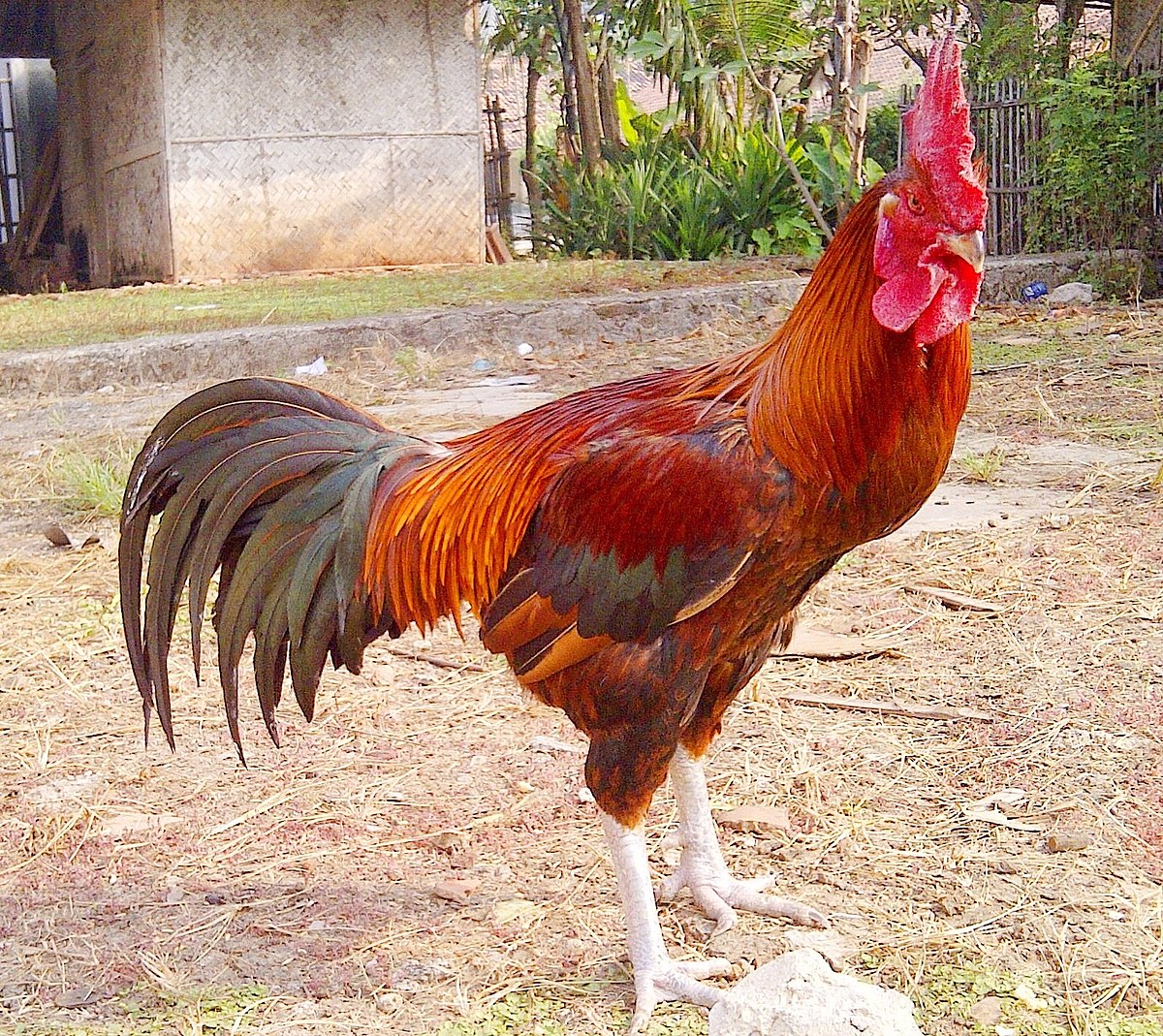 ayam pelung ayam buras pelung
