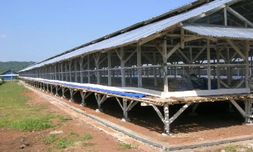 kandang panggung ayam broiler kandang ayam panggung untuk broiler