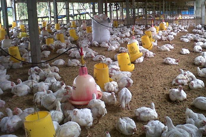 kandang ayam broiler kandang ayam pedaging