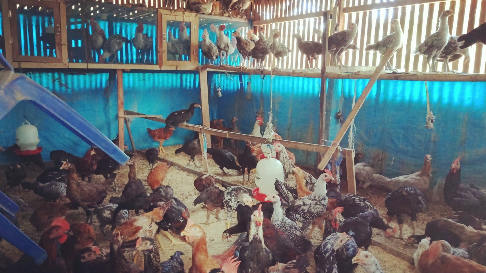 ayam kampung semi intensif kandang ayam kampung
