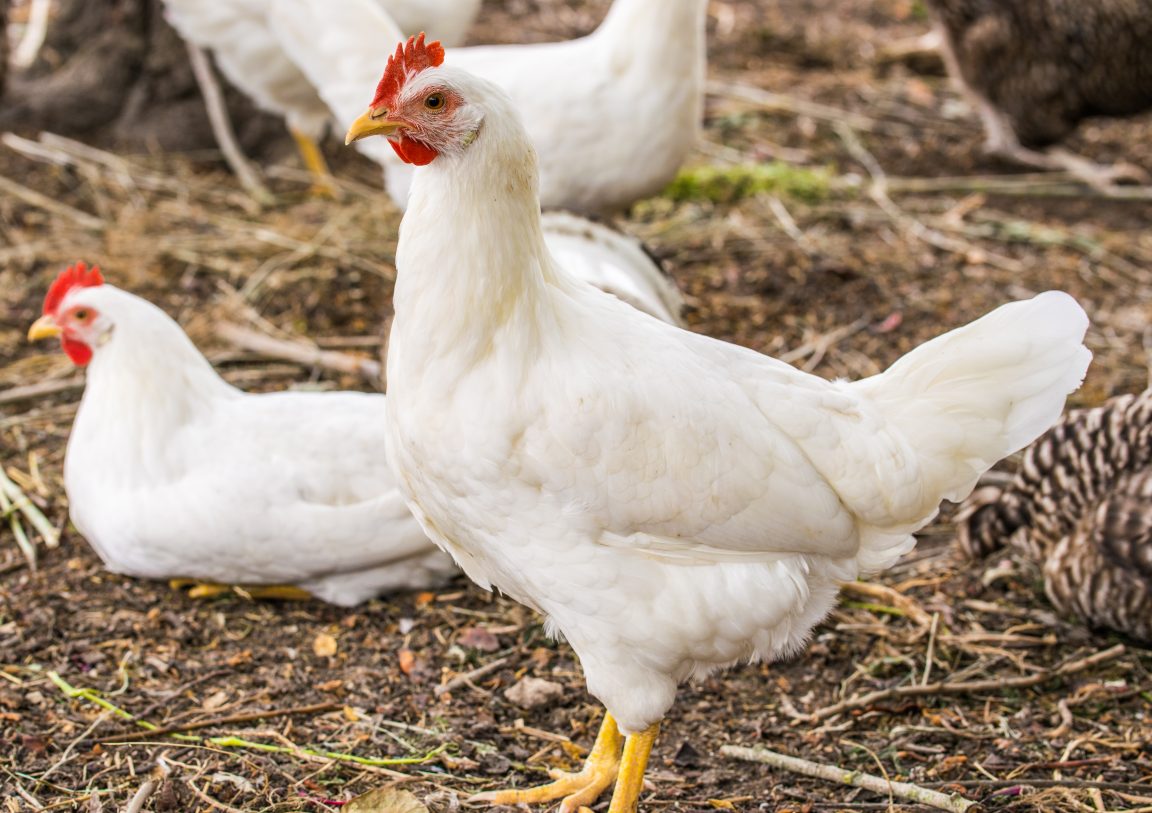 usaha ayam broiler usaha ayam pedaging